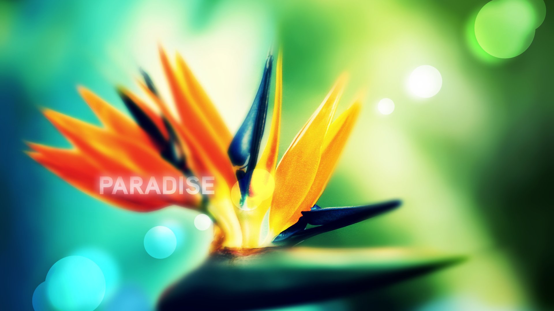 Bird Of Paradise Flower - HD Wallpaper 
