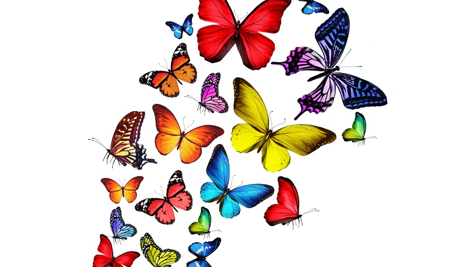 Butterflies, Multicolored, Colorful, Bright, Rainbow, - 3d Butterfly Images Hd - HD Wallpaper 