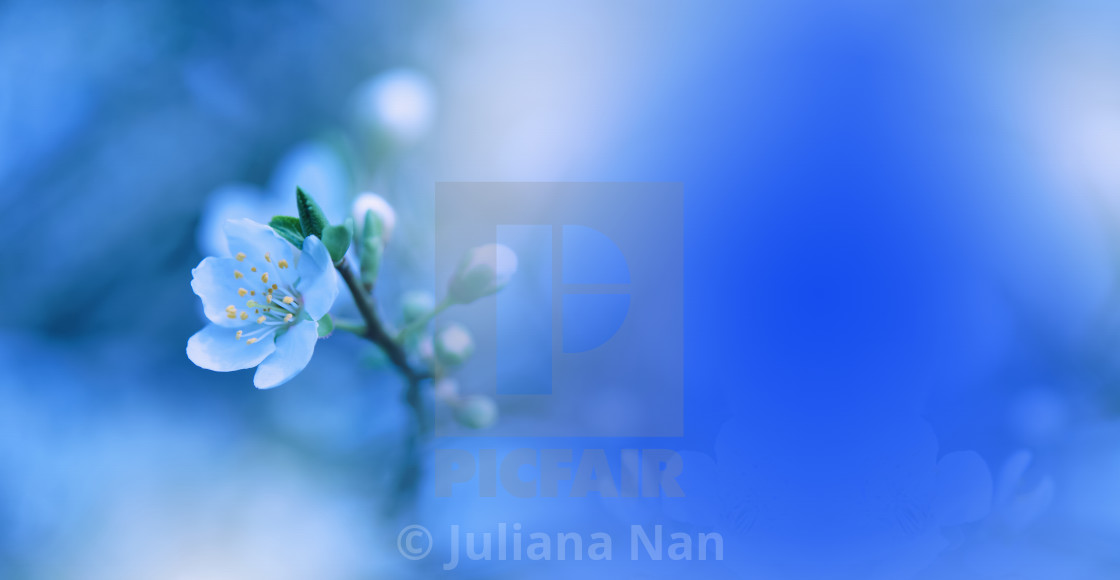 Spring Nature Blossom Web Banner Or Header - Stock Photography - HD Wallpaper 