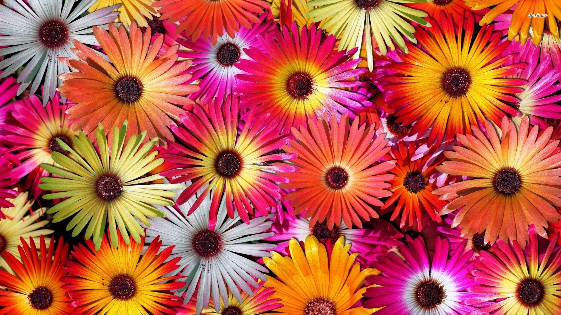 Multicolor Wallpapers, 43 Multicolor Computer Pictures - Wallpaper - HD Wallpaper 