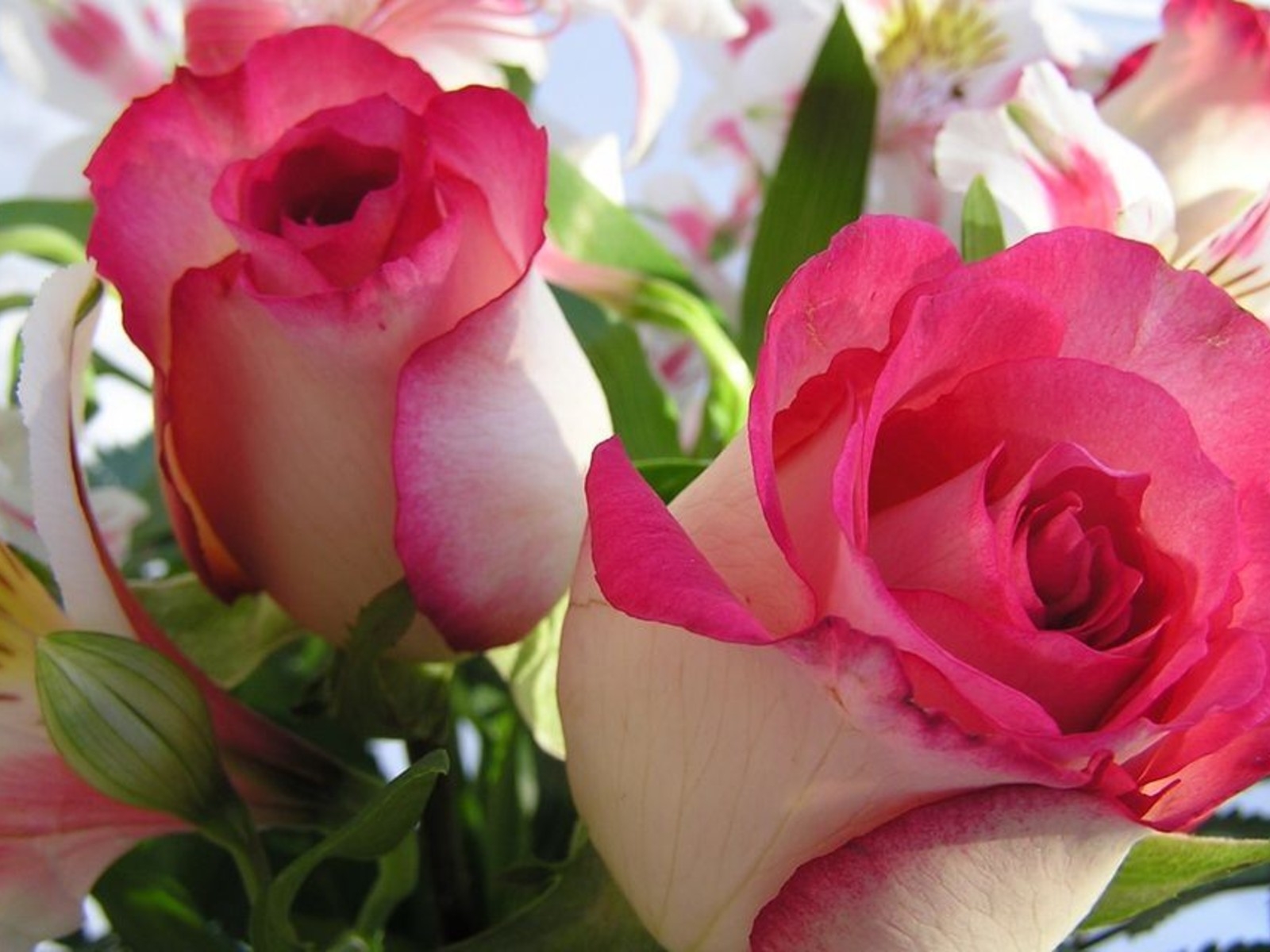 Valentine Wallpaper Free Download - HD Wallpaper 