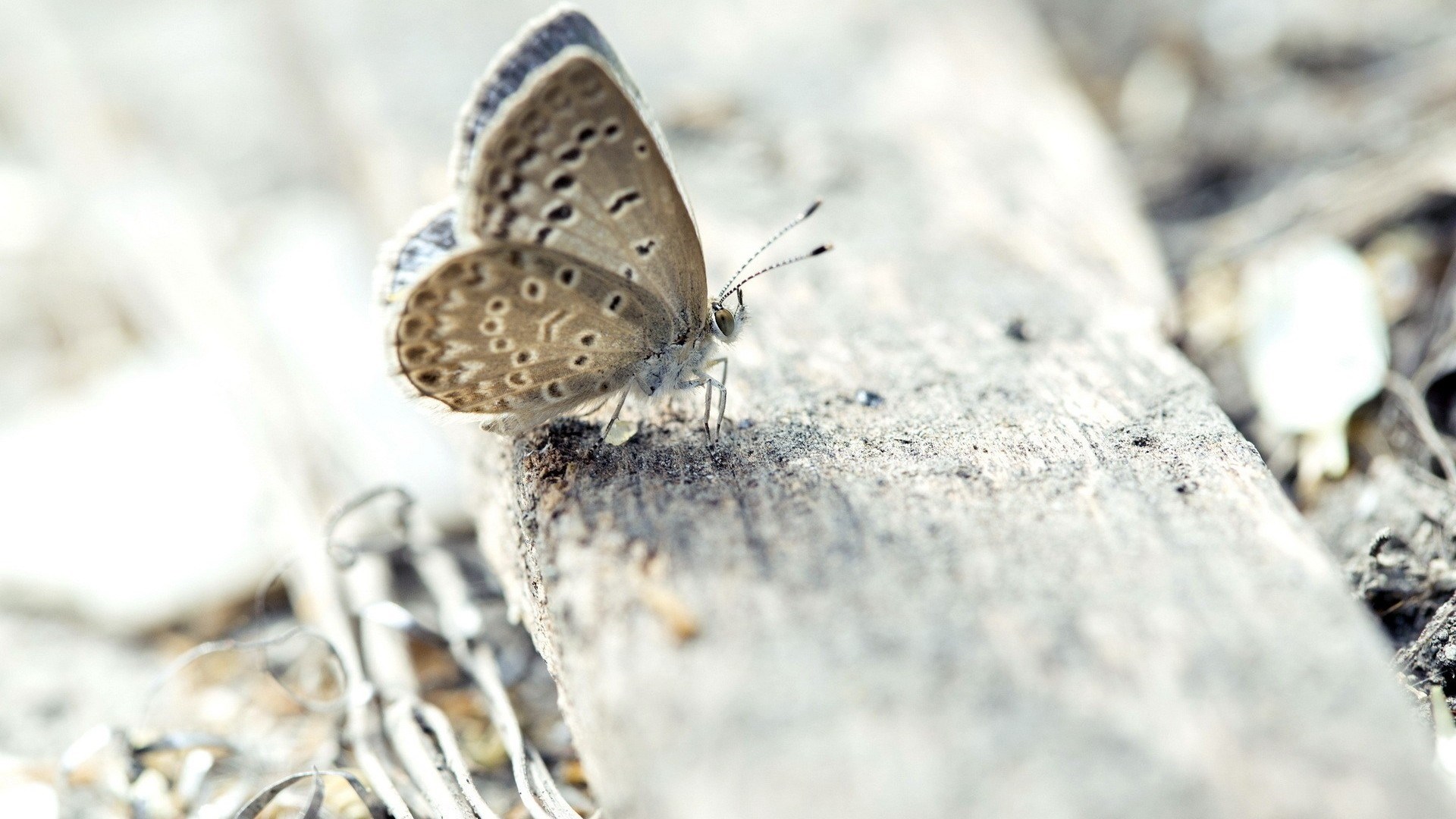 White Butterfly - HD Wallpaper 