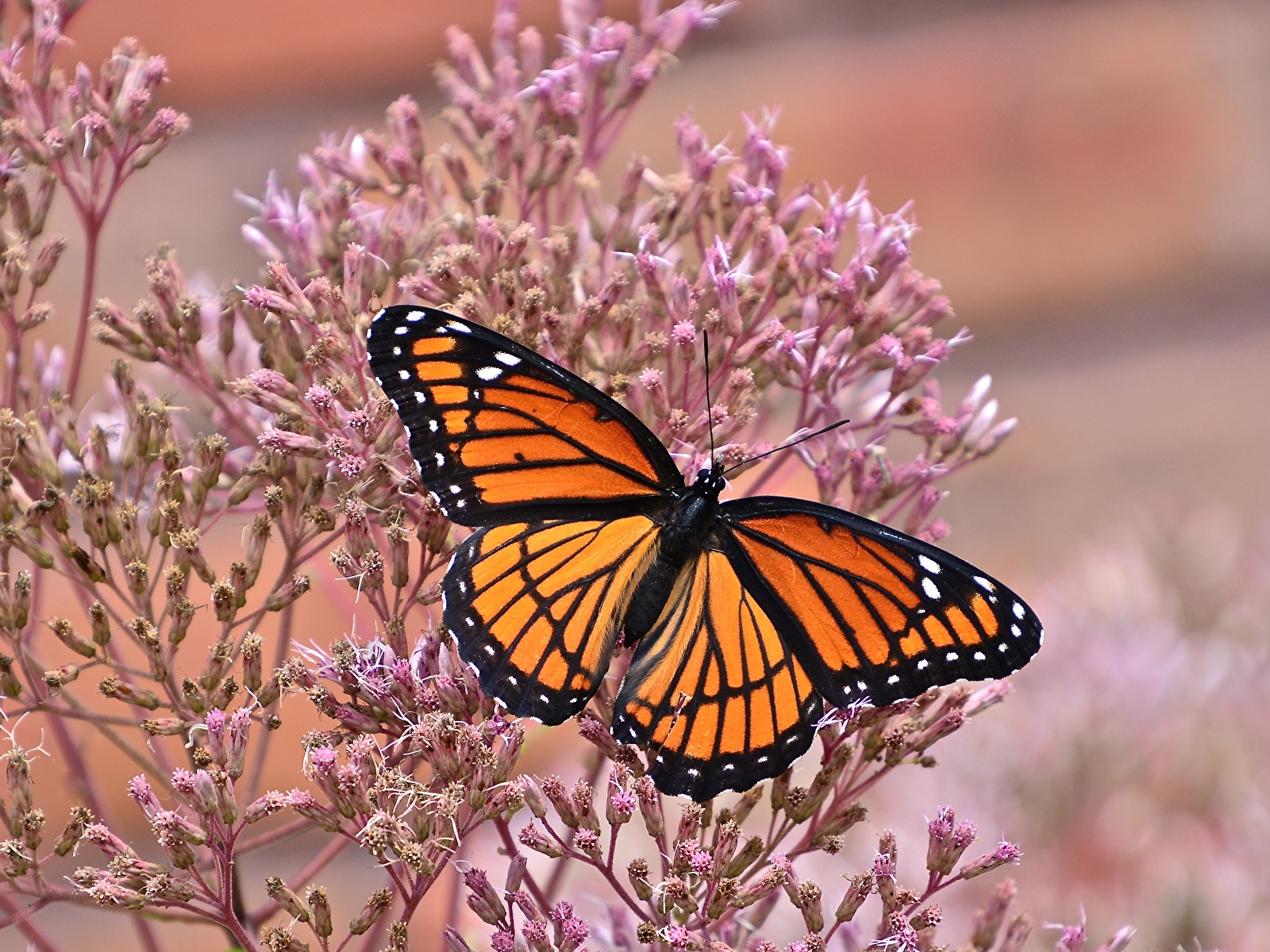 Viceroy Butterfly - HD Wallpaper 