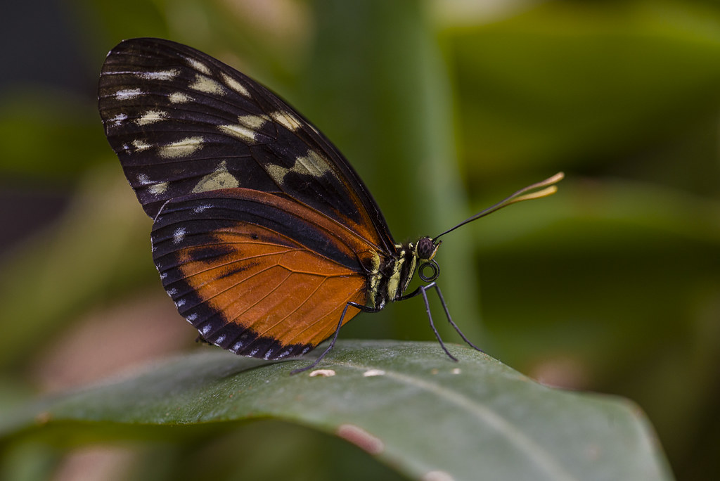 Brush-footed Butterfly - HD Wallpaper 