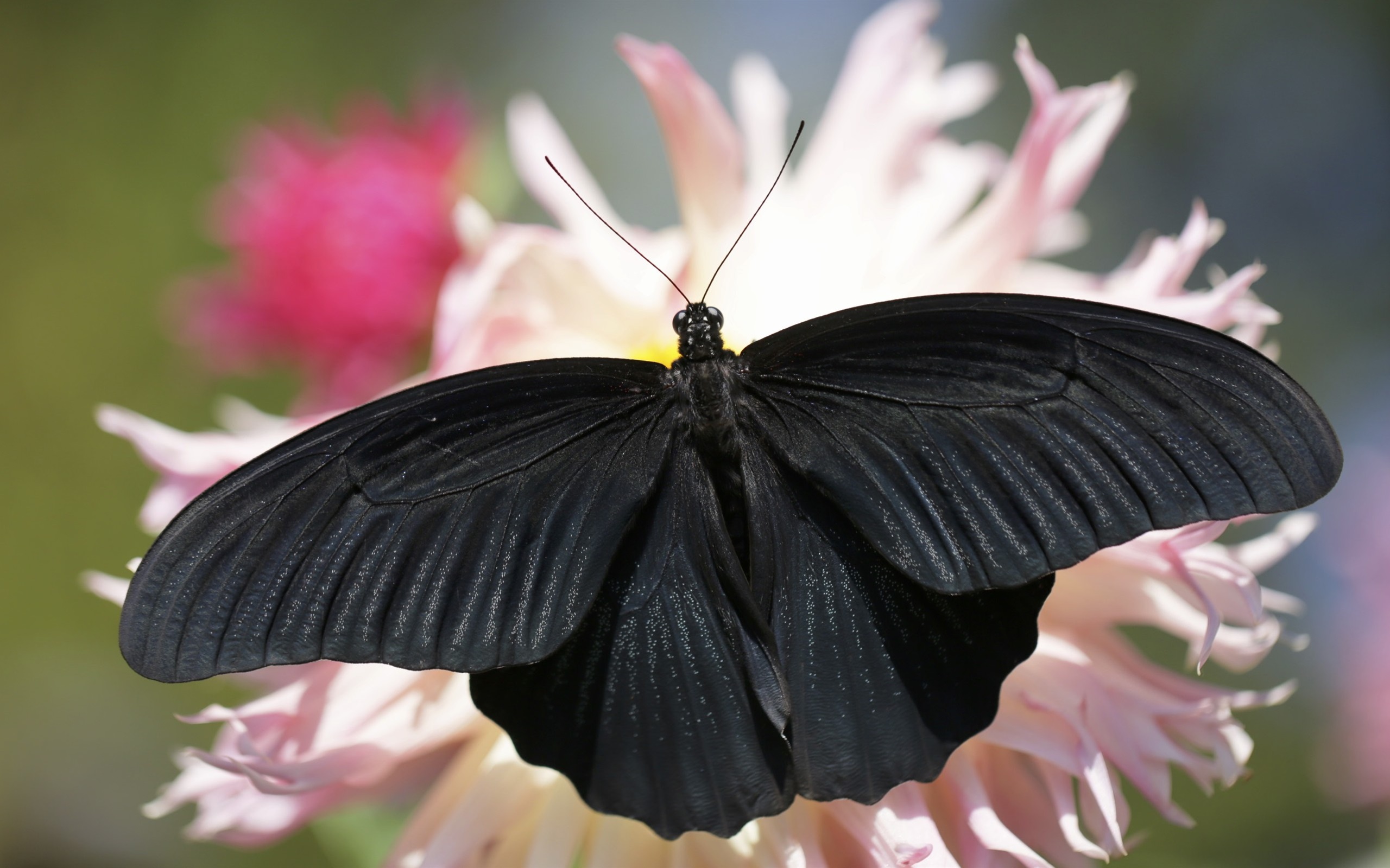 Wallpaper Black Butterfly, Wings - Black Butterfly - HD Wallpaper 