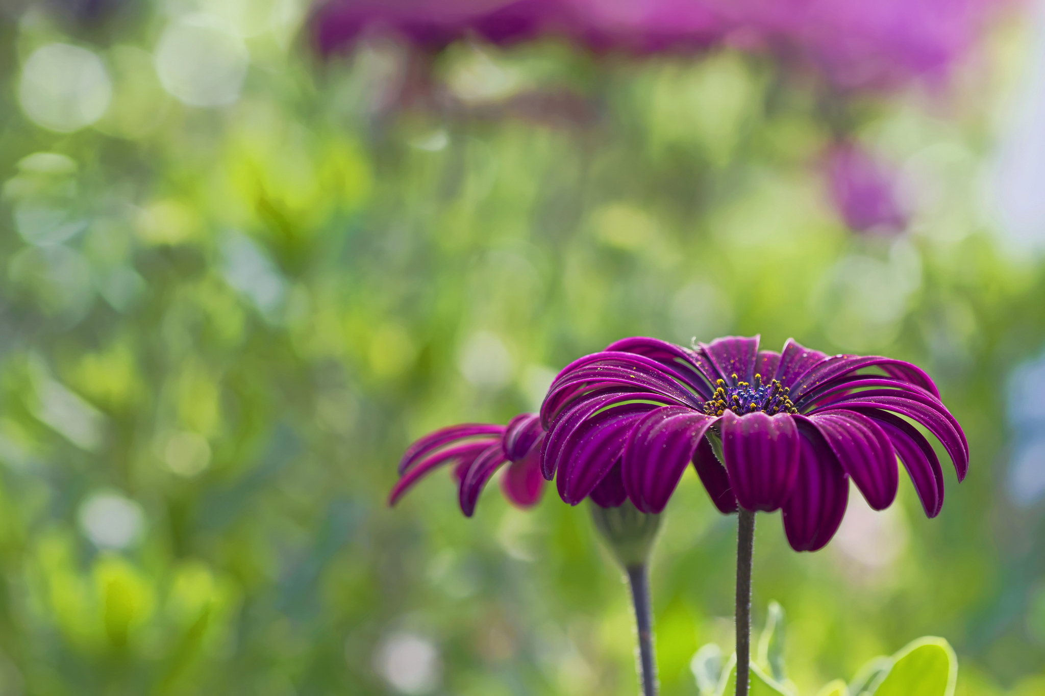 Windows 10 Flower Background - HD Wallpaper 