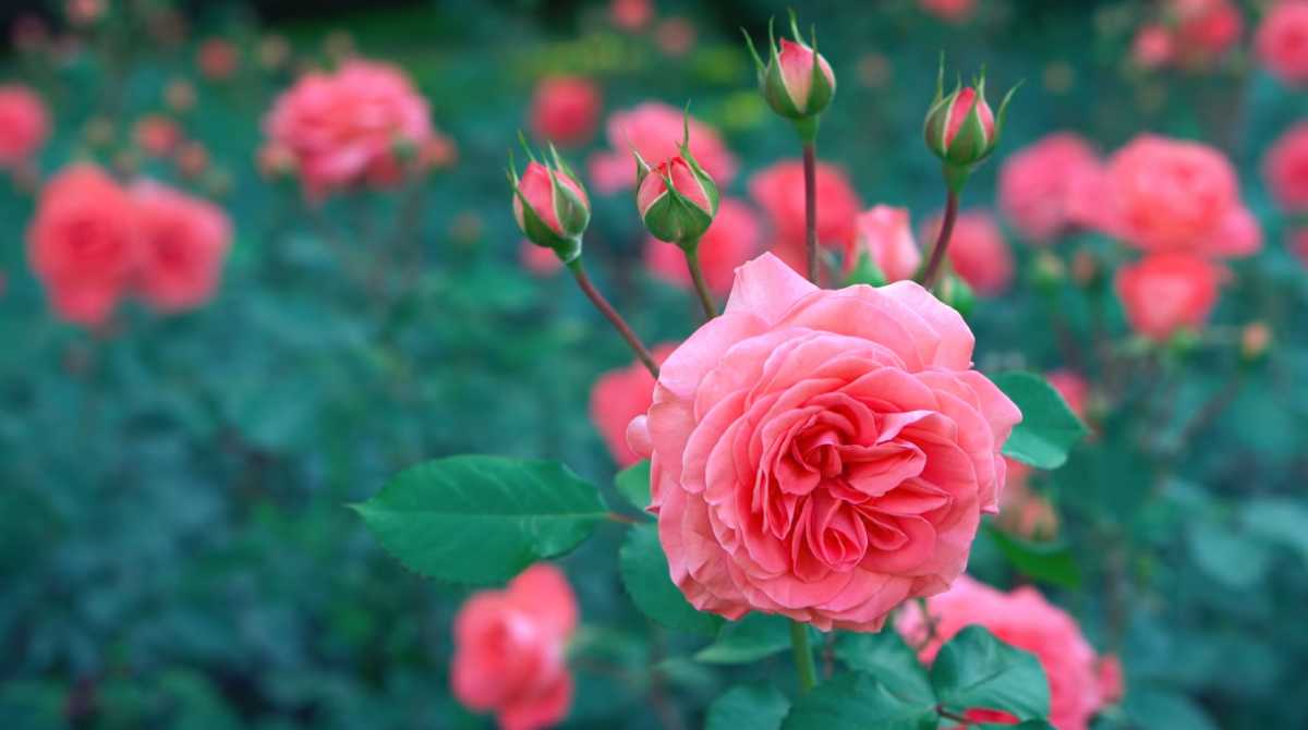 Beautiful Wallpaper Rose Flower - HD Wallpaper 