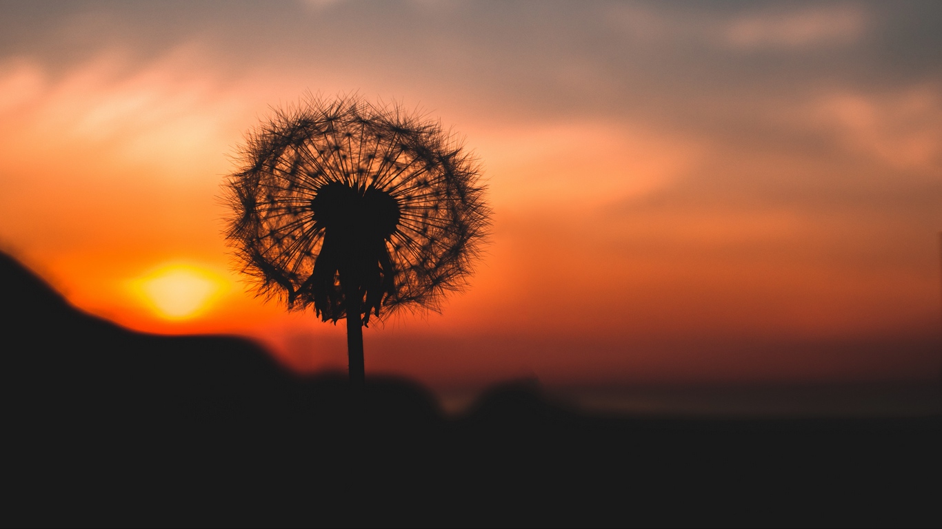 Wallpaper Dandelion, Down, Outlines, Blur - Dandelion Sunset - HD Wallpaper 
