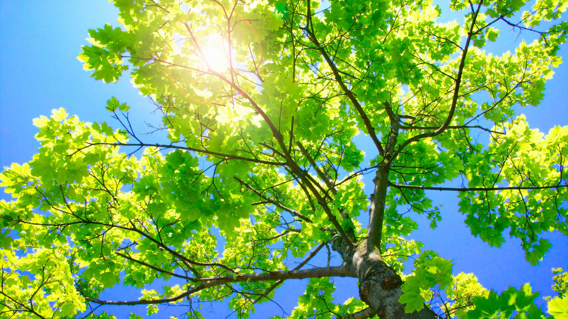 Full Size Hd Wallpaper For Laptop - Nature Hd Wallpaper For Laptop - 1920x1080 Wallpaper Full Size Hd Wallpaper For Laptop - Nature Hd Wallpaper For Laptop - 1920x1080 Wallpaper