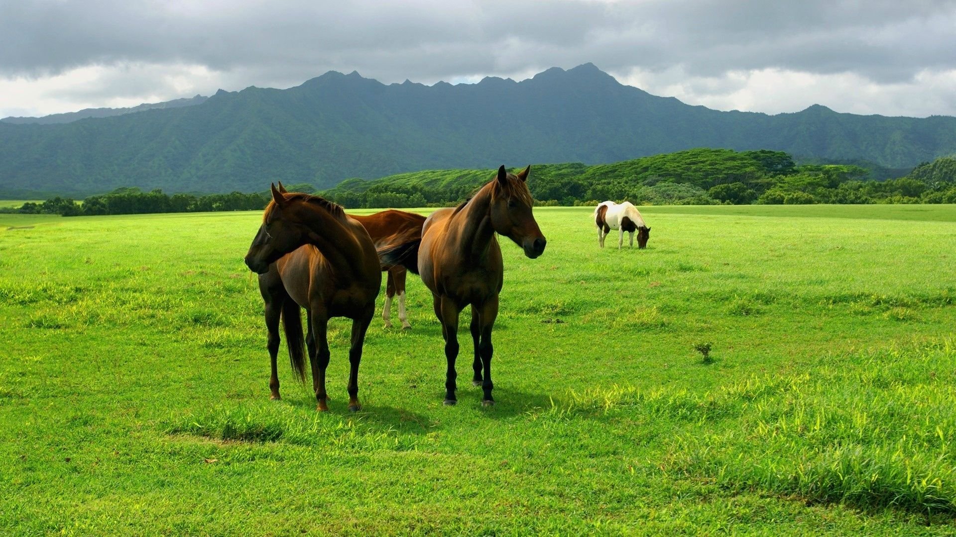 Grassland With A Horse - HD Wallpaper 