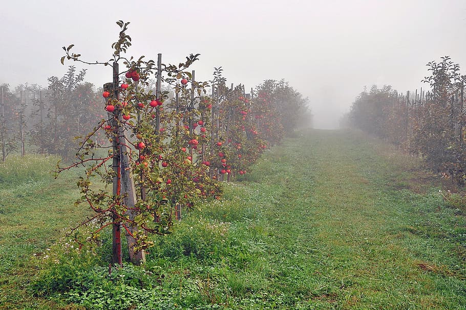 Sad, Apples, Fruit, The Fog, The Cultivation Of, Autumn ...
