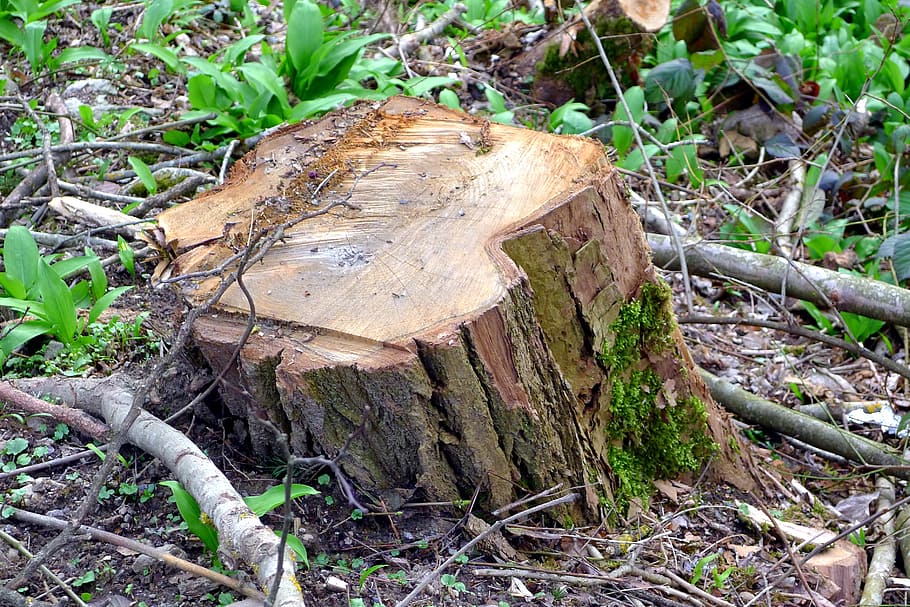 Tree, Trunk, Nature, Sawn, Log, Cut, Deforestation, - Tree Log Sawn - HD Wallpaper 