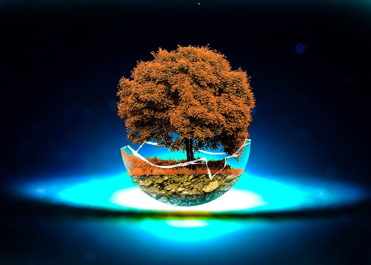 Tree In A Glass Bowl - HD Wallpaper 