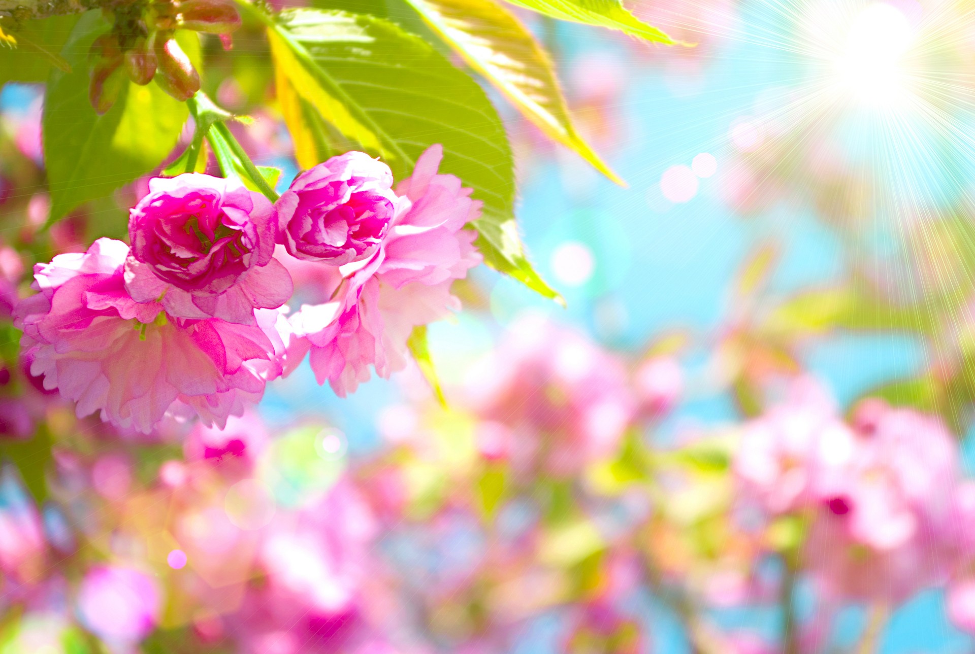 Spring Desktop Background Hd - HD Wallpaper 