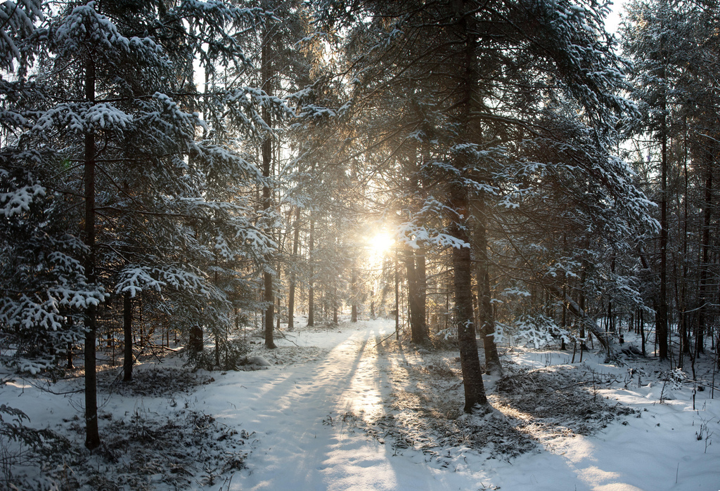 Winter Walk - Winter Wonderland Desktop - HD Wallpaper 