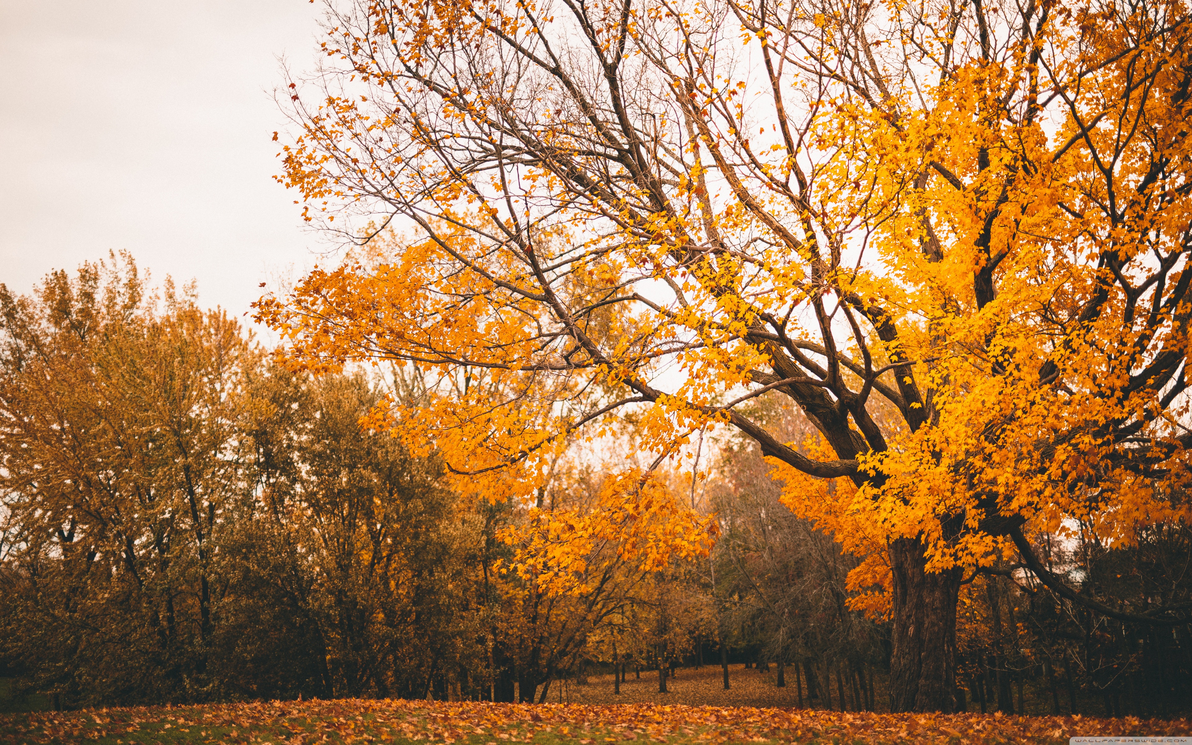 Microsoft Surface - HD Wallpaper 