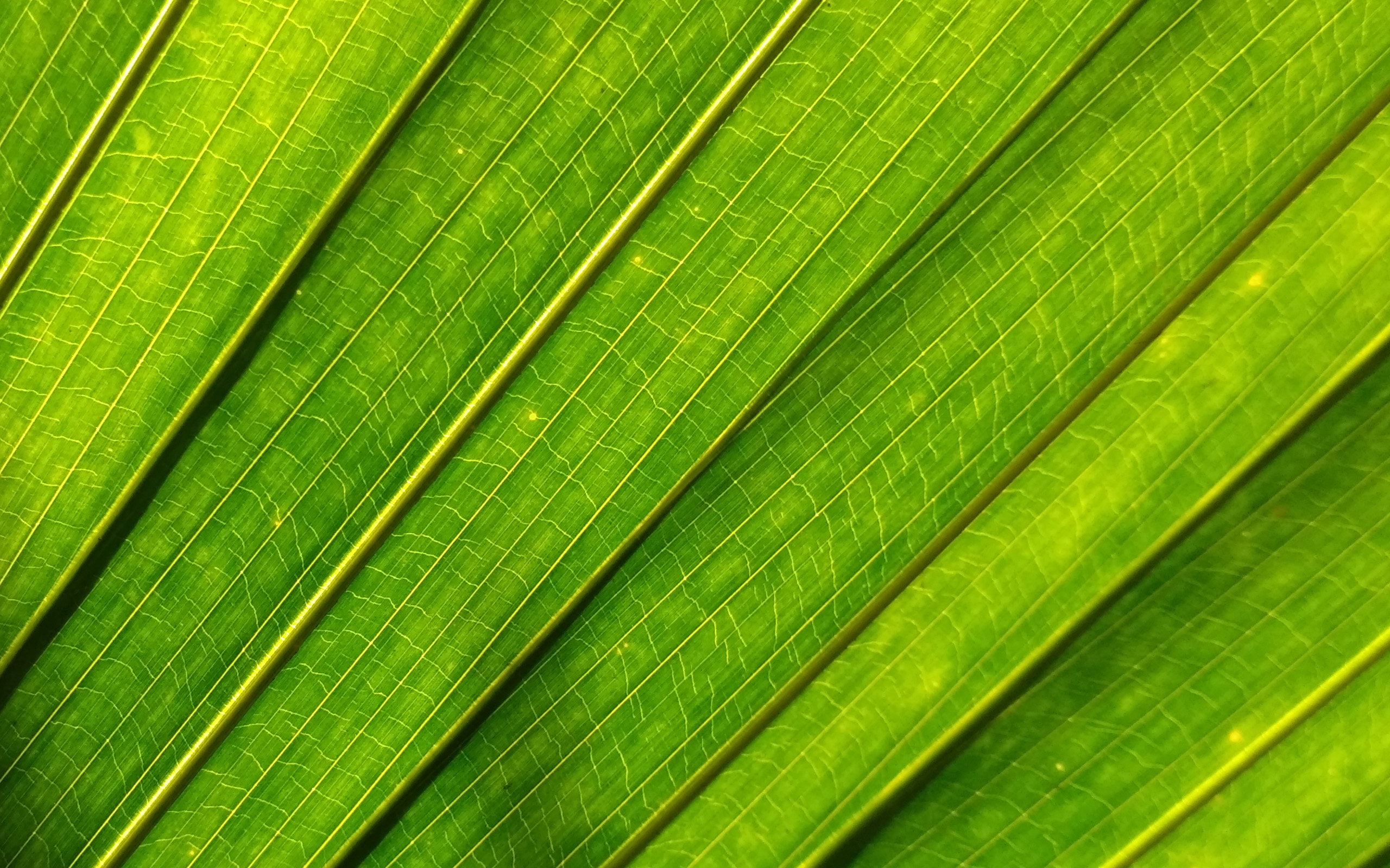 Green Leaf Texture, Ecology Background, Environment, - Close-up - HD Wallpaper 