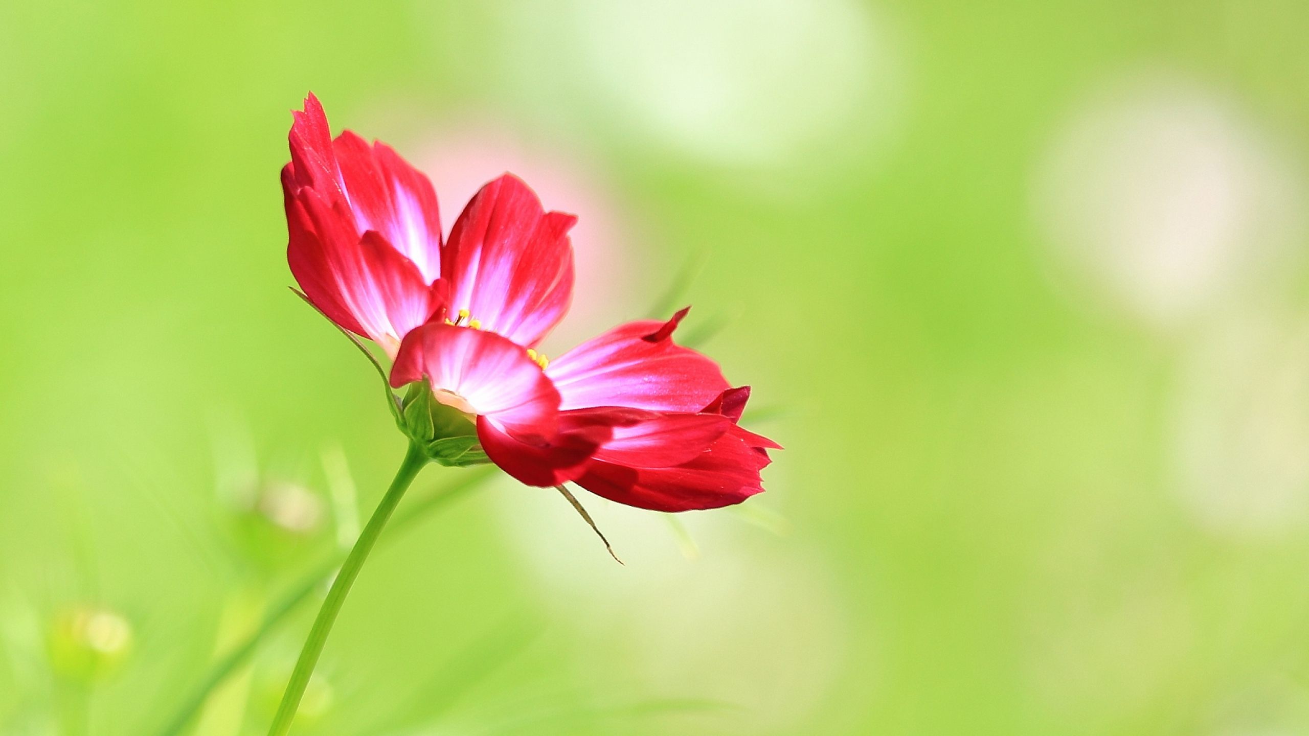 Single Flower Wall Paper - HD Wallpaper 