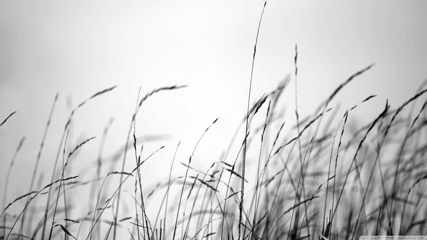 Grass Black And White - HD Wallpaper 