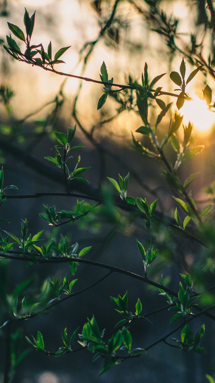 Iphone Nature - HD Wallpaper 