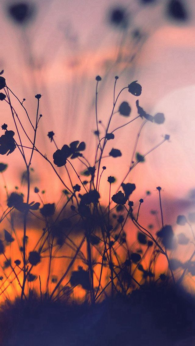 Flower Wallpaper Iphone X 640x1136 Wallpaper teahub.io