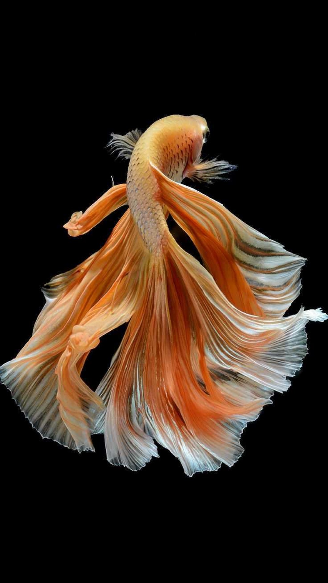 Iphone 6s Wallpaper Home Screen With High-resolution - Most Beautiful Siamese Fighting Fish - HD Wallpaper 