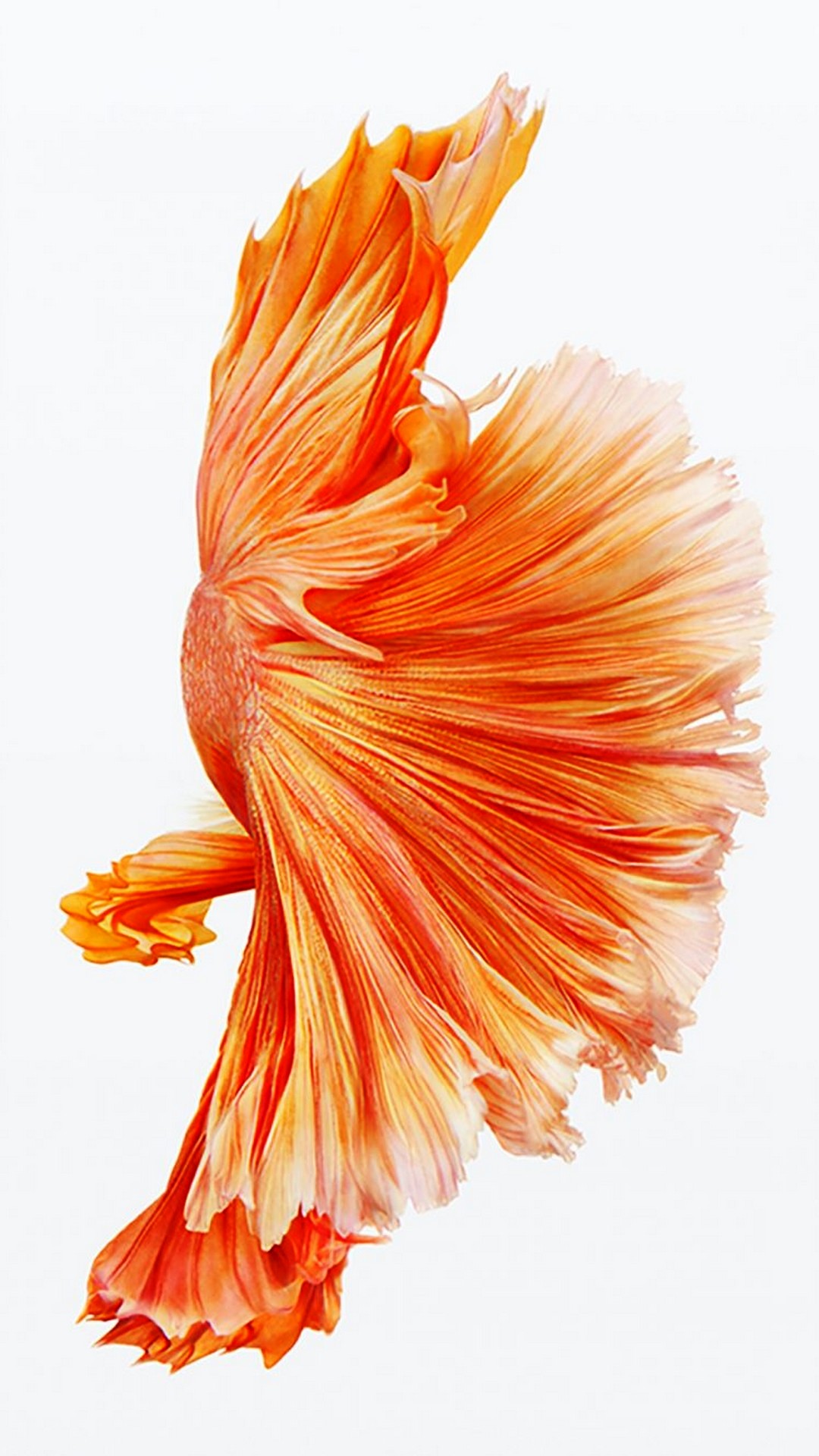 Iphone 6s Plus Wallpaper In Hd With High-resolution - Iphone Xr Hd Orange - 1080x1920 Wallpaper Iphone 6s Plus Wallpaper In Hd With High-resolution - Iphone Xr Hd Orange - 1080x1920 Wallpaper