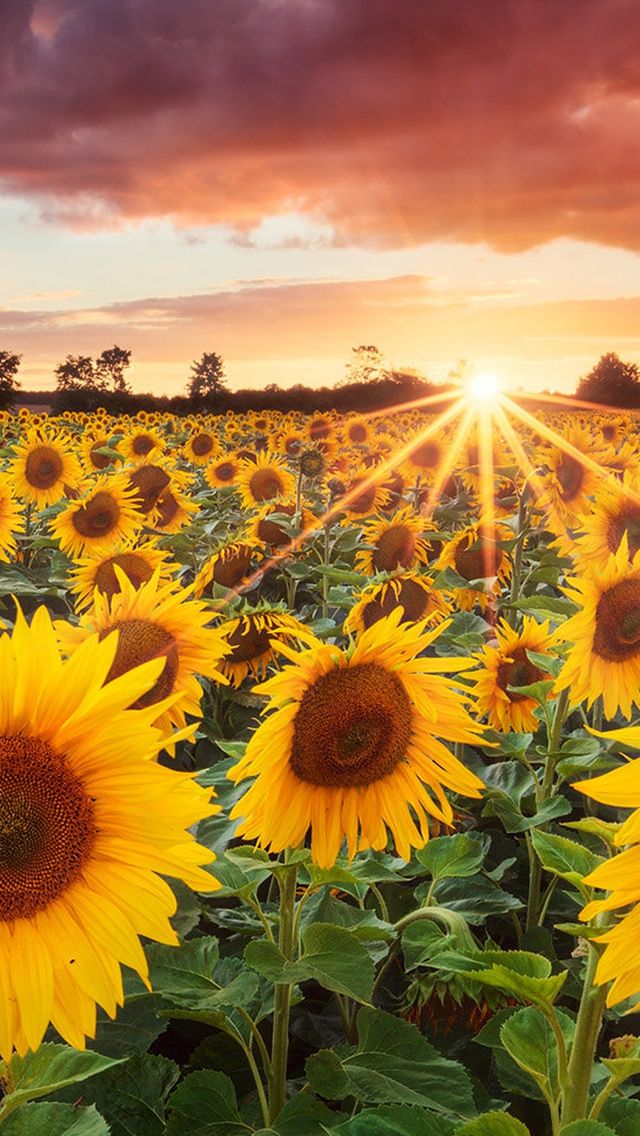 Grand Sunflower Field Iphone 5s Wallpaper Iphone Se - Sunflower Field Wallpaper Phone - HD Wallpaper 
