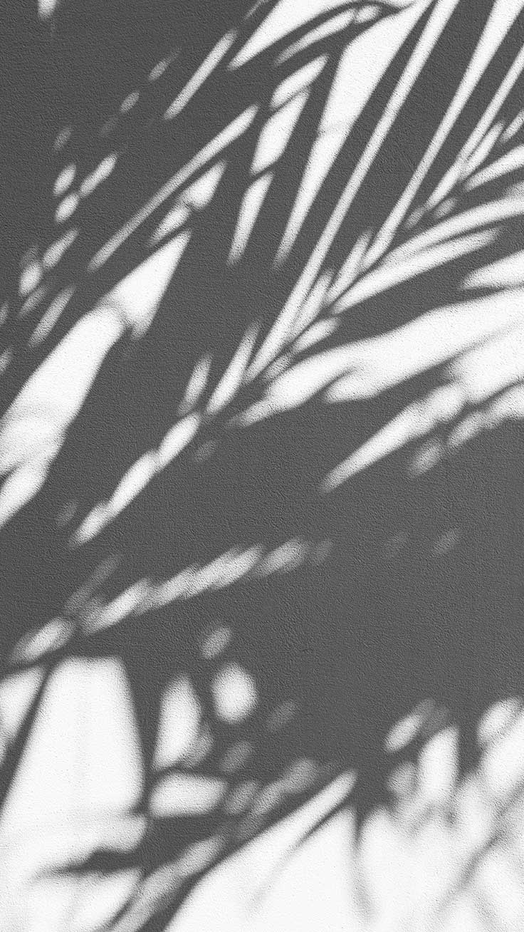 Black And White Palm Tree Simple - HD Wallpaper 