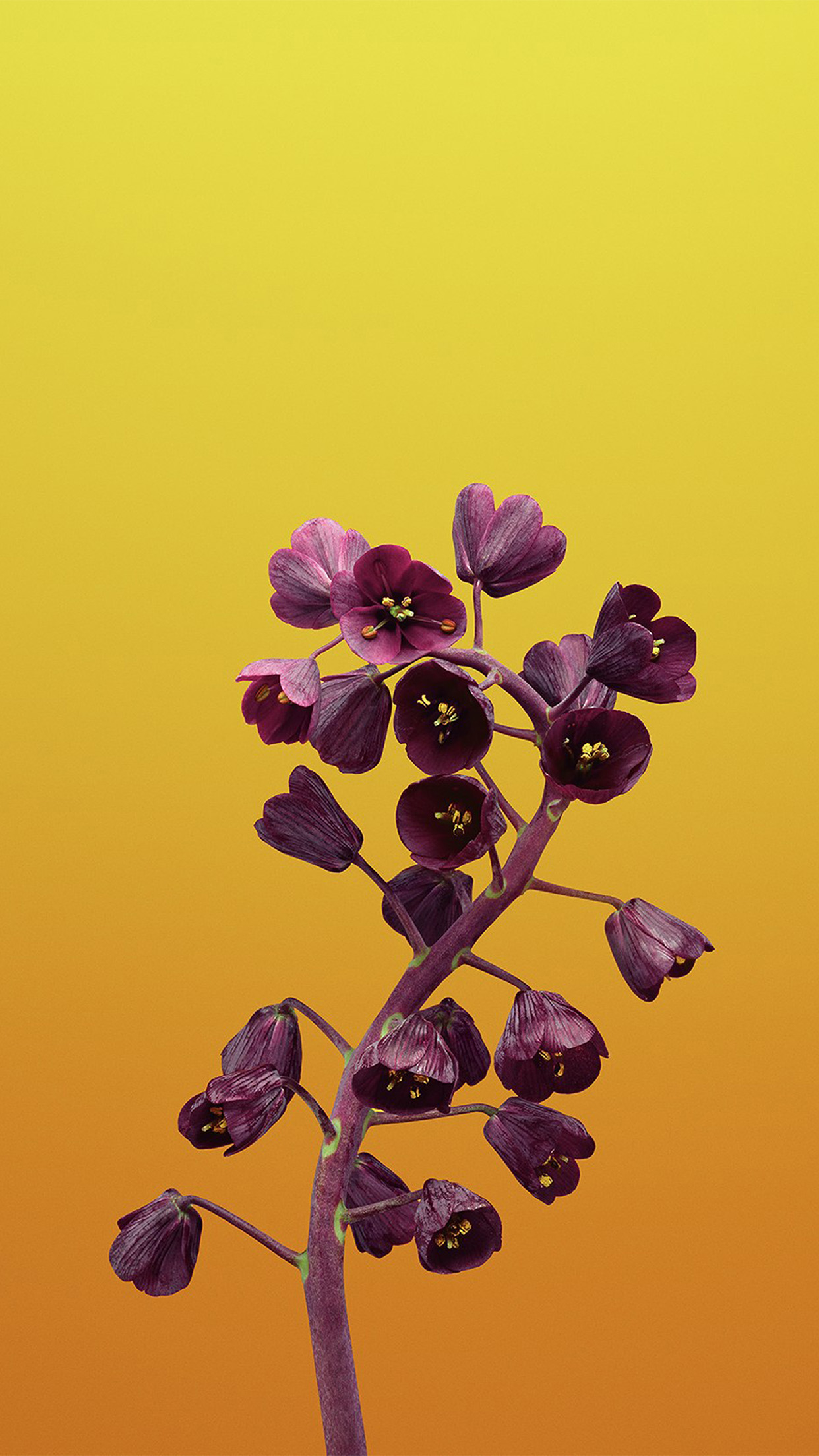 4k Iphone Wallpaper Flower - HD Wallpaper 