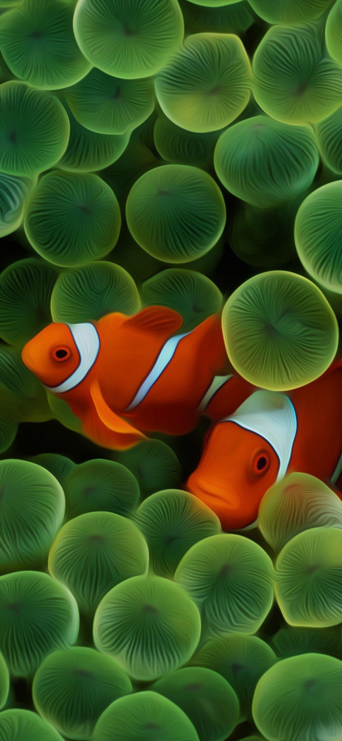Iphone Clown Fish Wallpaper 4k - HD Wallpaper 