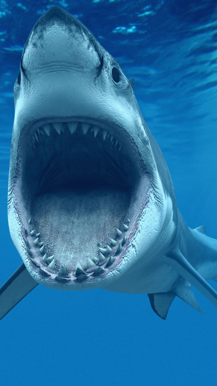 Iphone Great White Shark - HD Wallpaper 