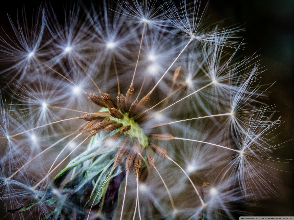Macro Dandelion 2 Wallpaper - Spiritual - HD Wallpaper 