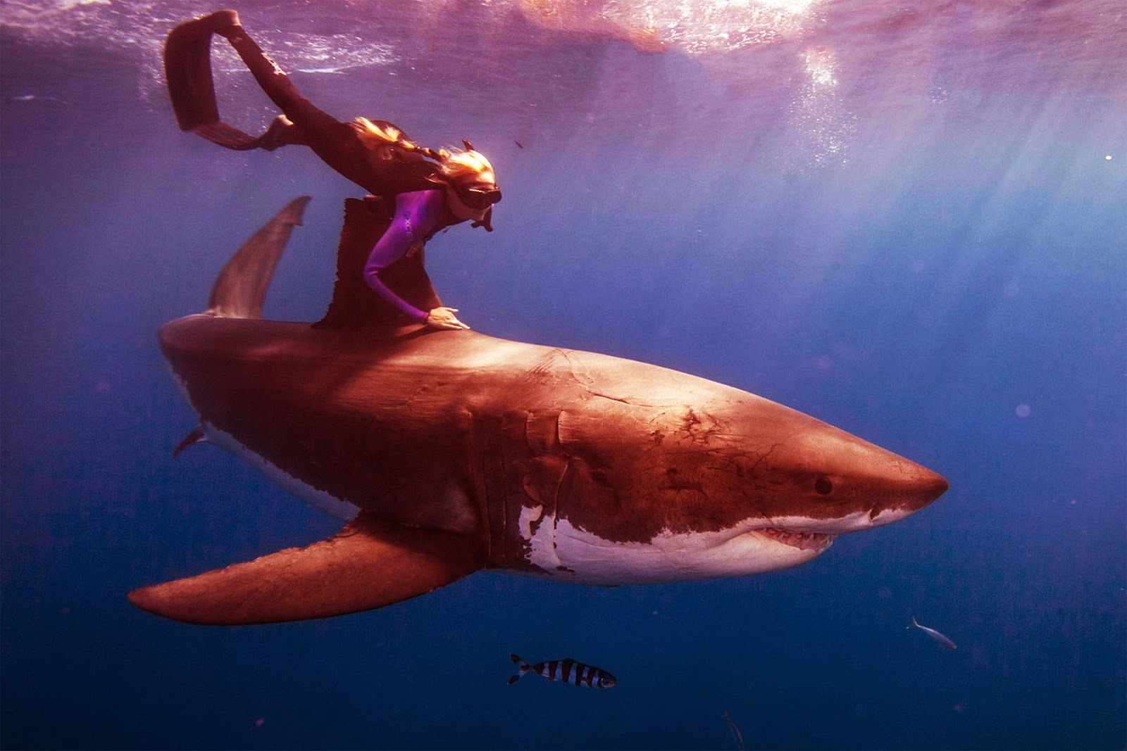 Great White Shark Wallpaper Hd - Women With Great White Shark - HD Wallpaper 