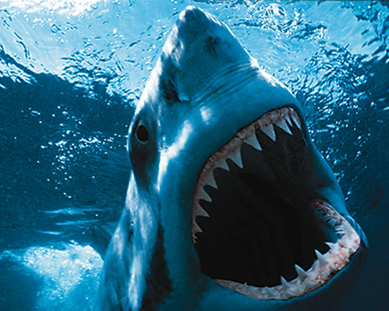 Great White Shark - HD Wallpaper 