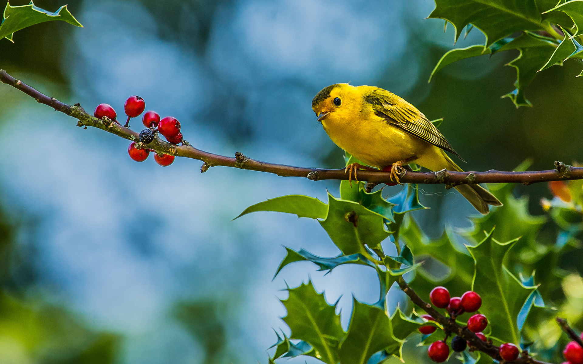 Birds In Tree Hd - HD Wallpaper 