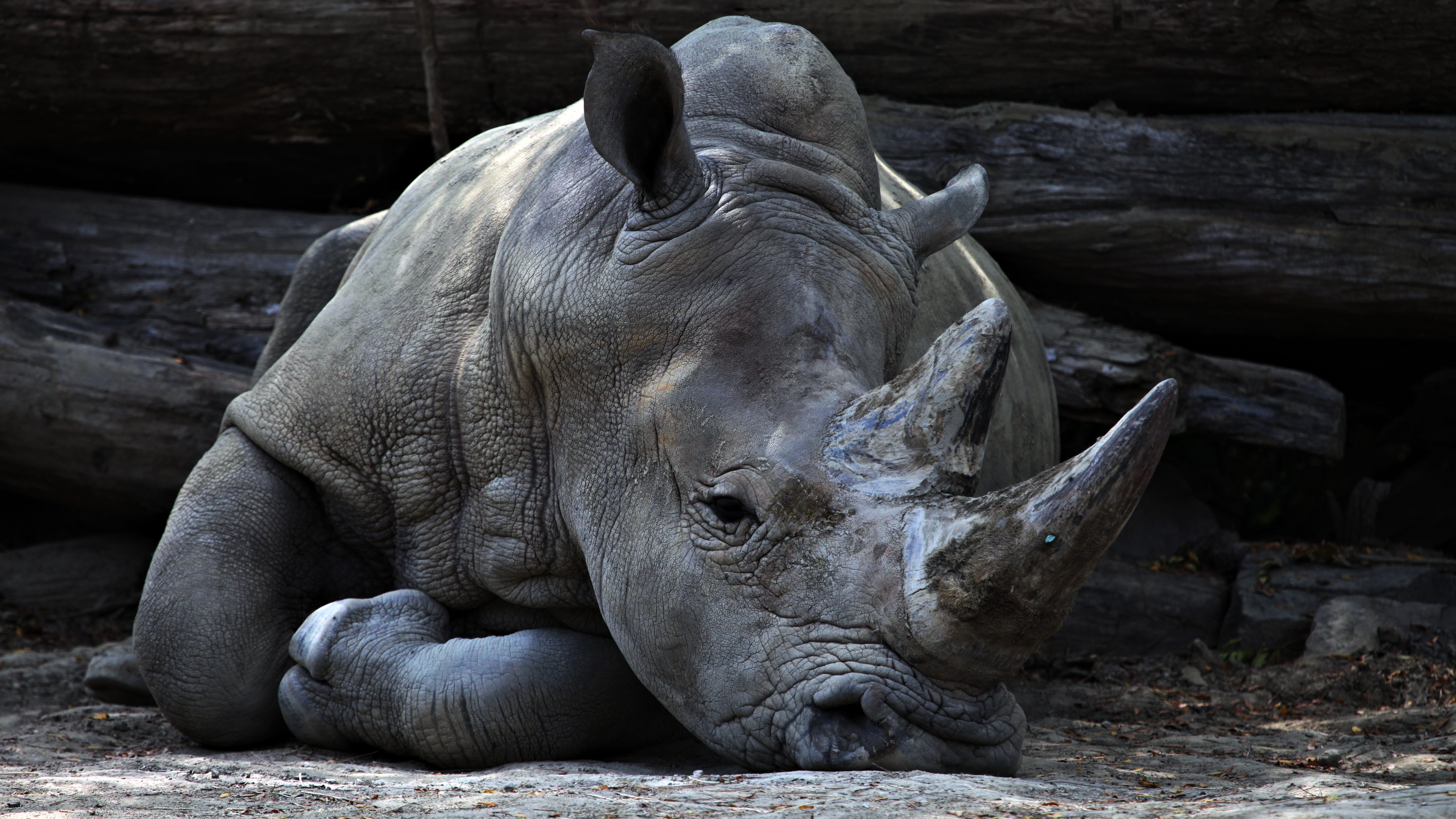 White Rhino Lying Down - HD Wallpaper 