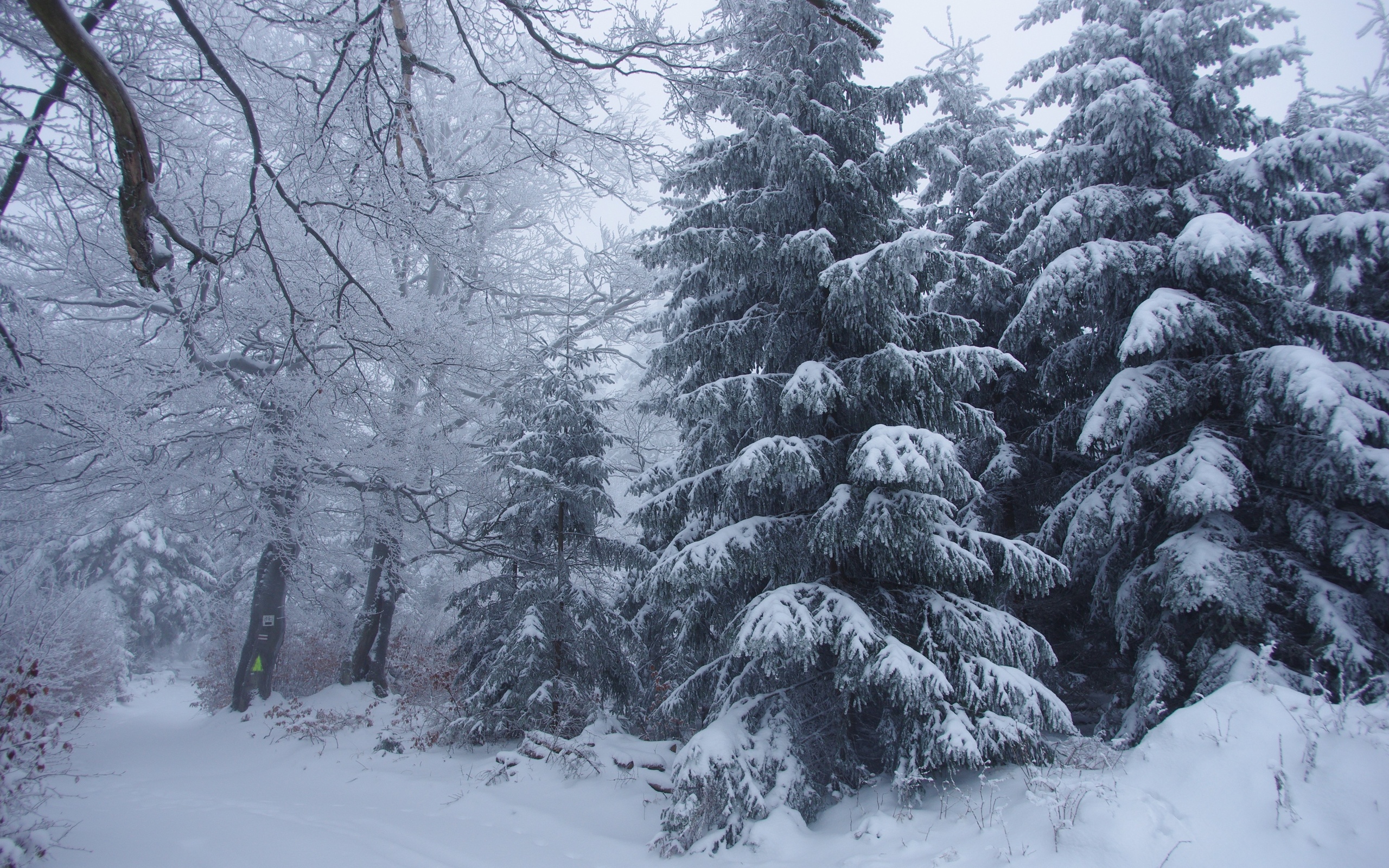 Winter Forest Trees Snow Landscape Free Wallpaper For - Forest Snowing Background - HD Wallpaper 