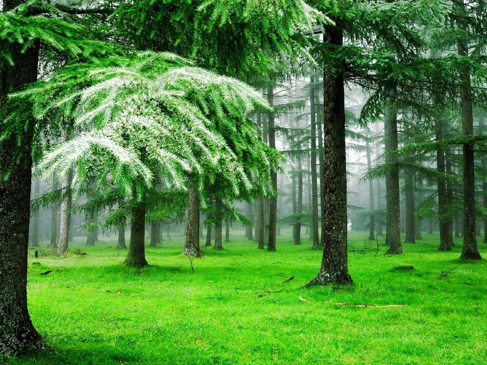 Green Forest Rain Hd - HD Wallpaper 