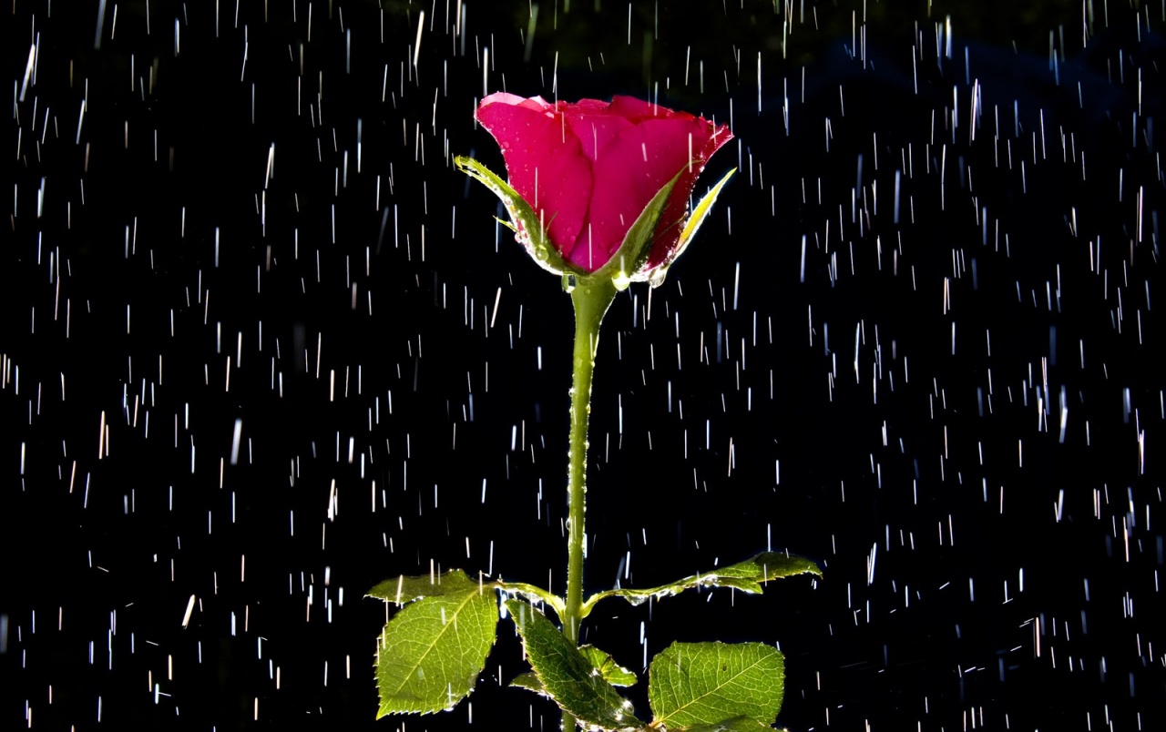 Rose And Rain Wallpapers - Sunnuntai Aamua - HD Wallpaper 