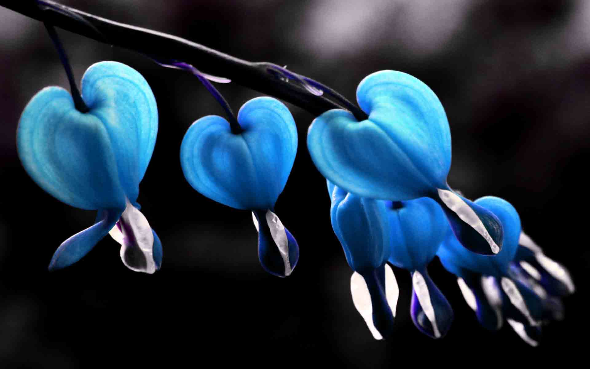 Bleeding Heart Flower Hd - HD Wallpaper 