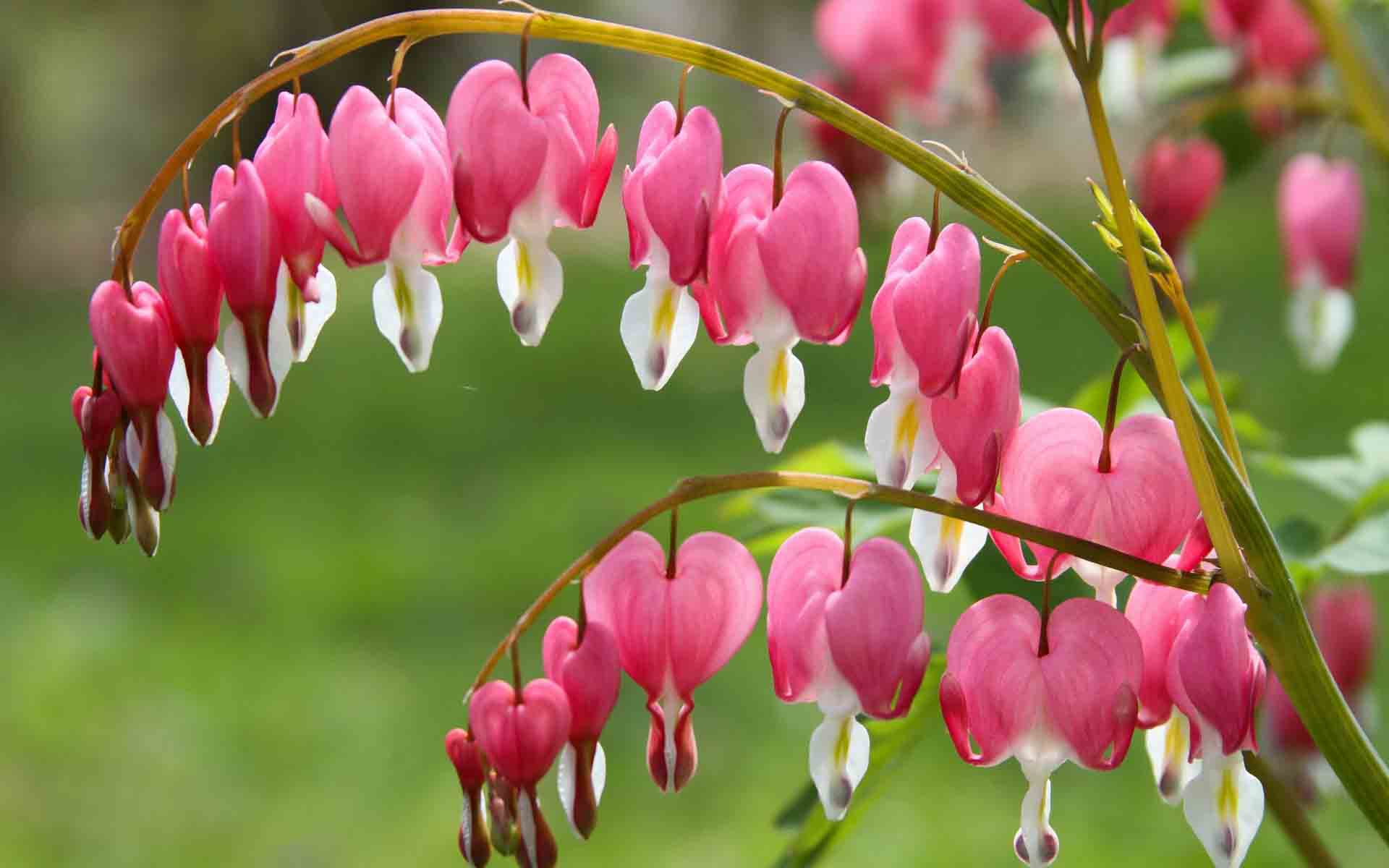 Bleeding Heart Flower Background - HD Wallpaper 