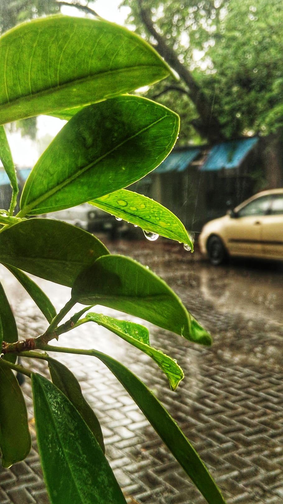 Pakistan, Lahore, Pak Elektron Limited, Leaf, Plant - Hatchback - HD Wallpaper 