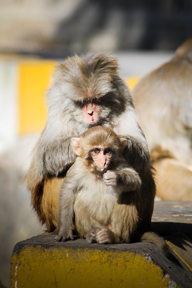 Pakistan, Hd Wallpaper - New World Monkey - HD Wallpaper 