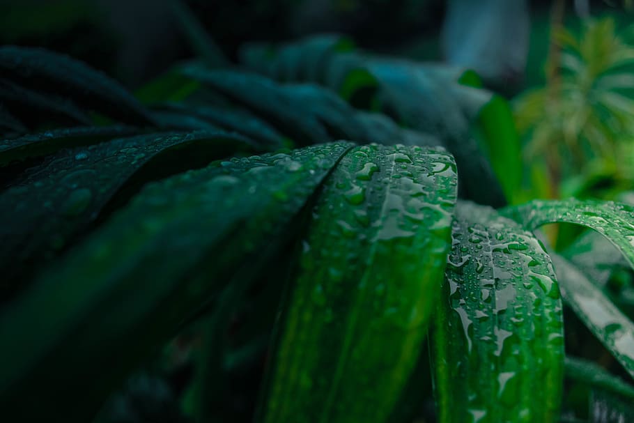 Pakistan, Karachi, Waterdrops, Nikon, Images, Natureza, - Dew - HD Wallpaper 