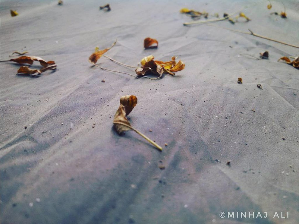 Macro Photography - HD Wallpaper 