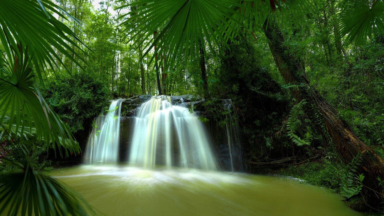 Australia Nature, Waterfall, Forest Wallpapers - Palms And Water Falls - HD Wallpaper 