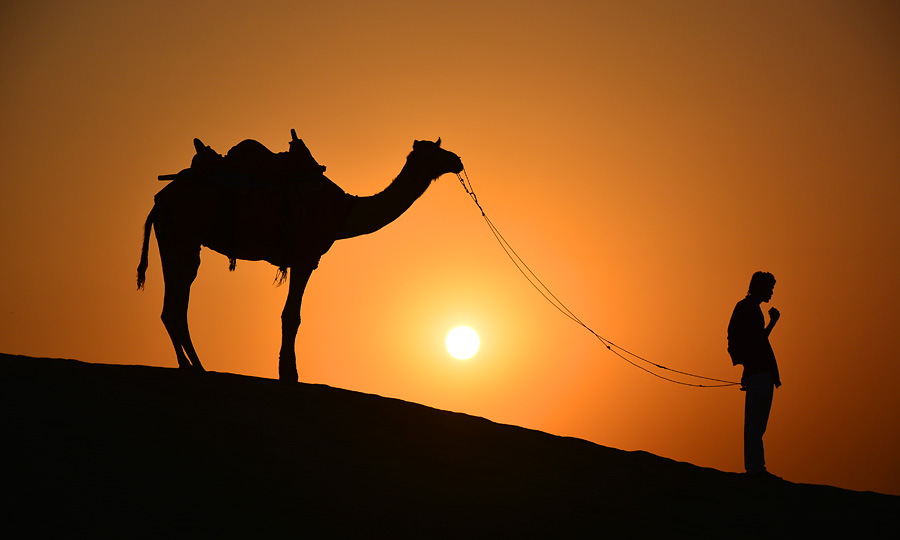 Arabian Camel - HD Wallpaper 