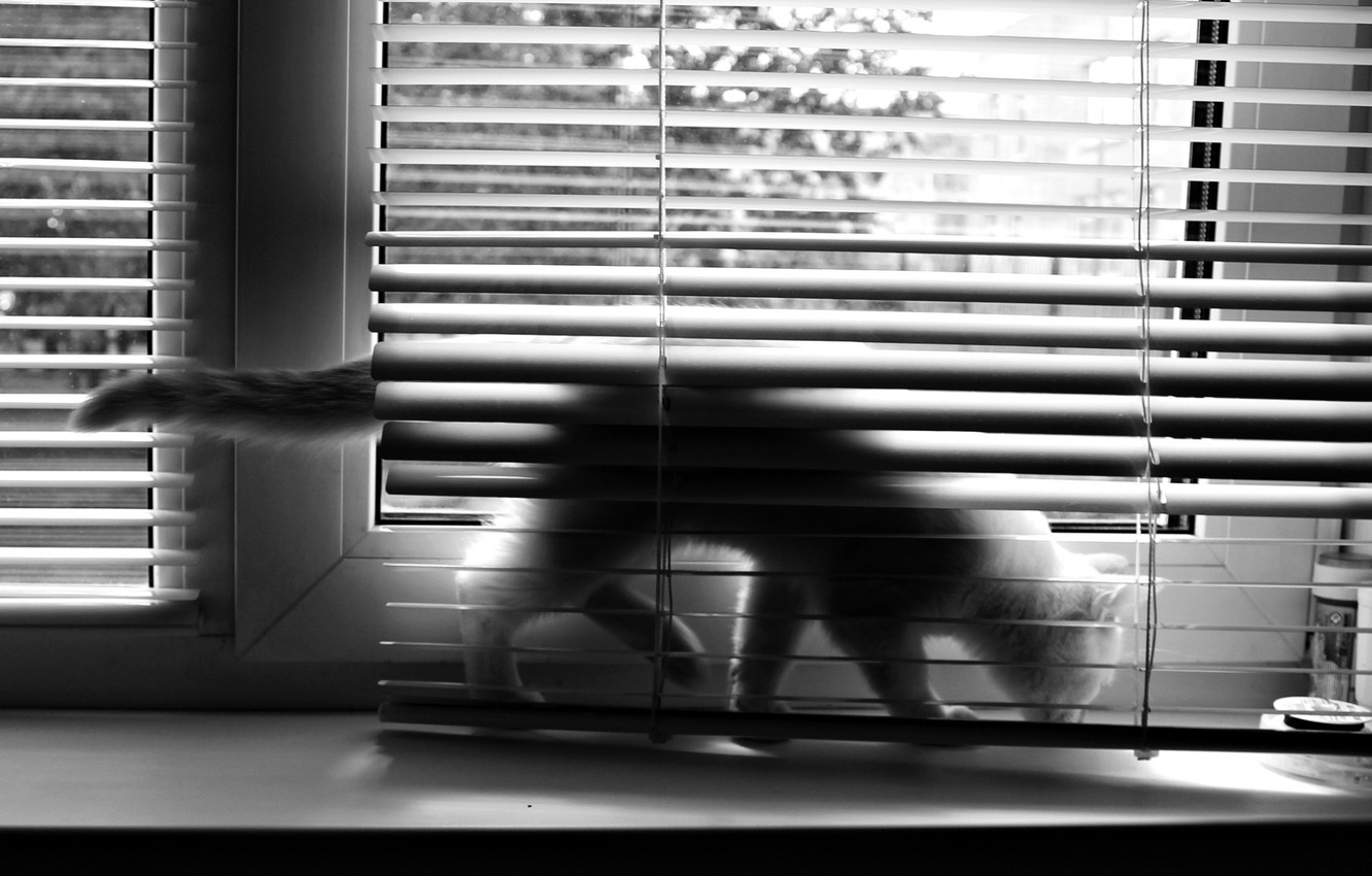 Photo Wallpaper Cat, Window, Blinds, Bw - Window Blind - HD Wallpaper 