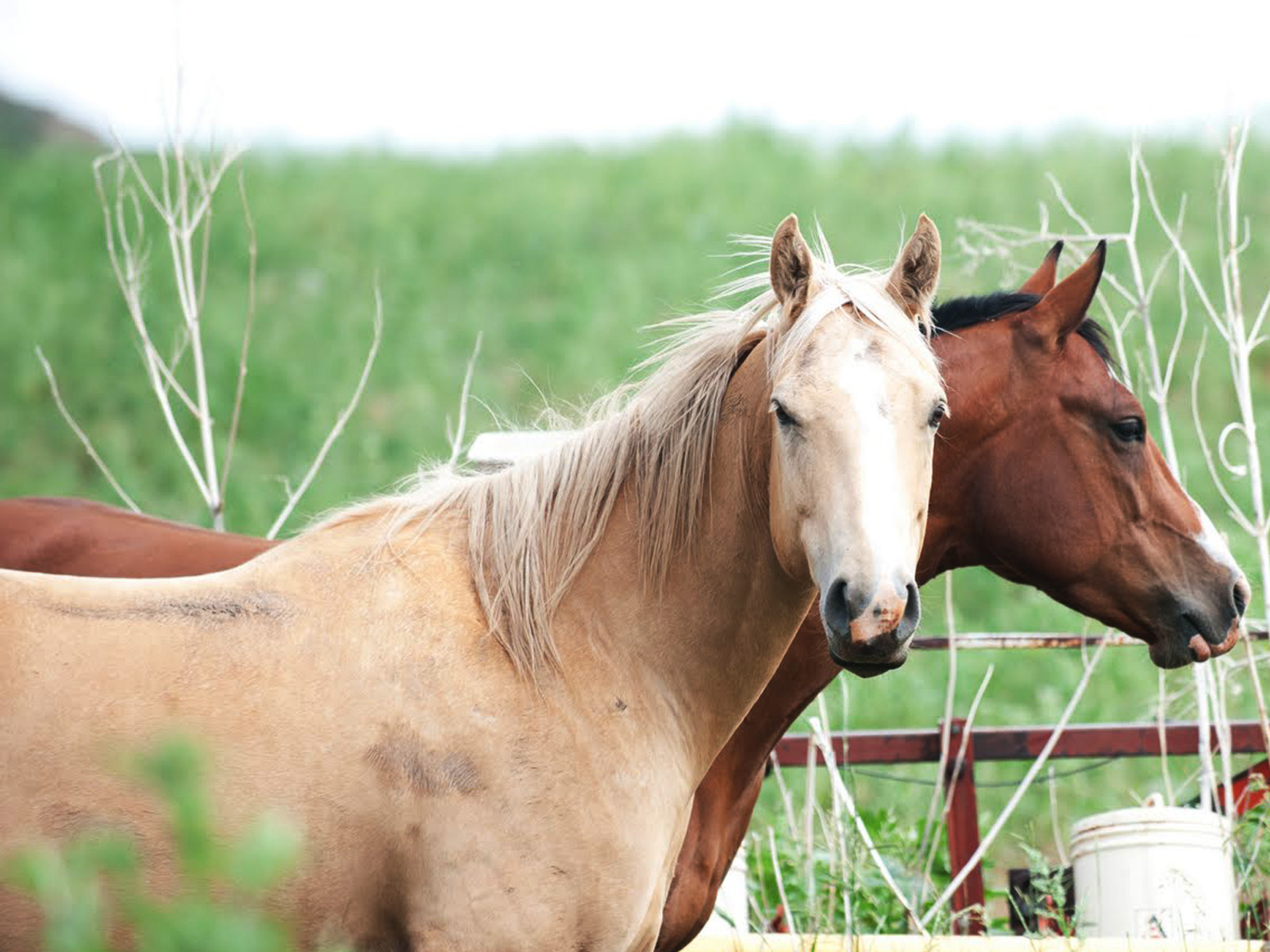 High Resolution Wallpapers For Pc Horses - HD Wallpaper 